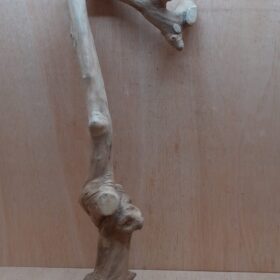 Java Wood - Single Stem - XL 4