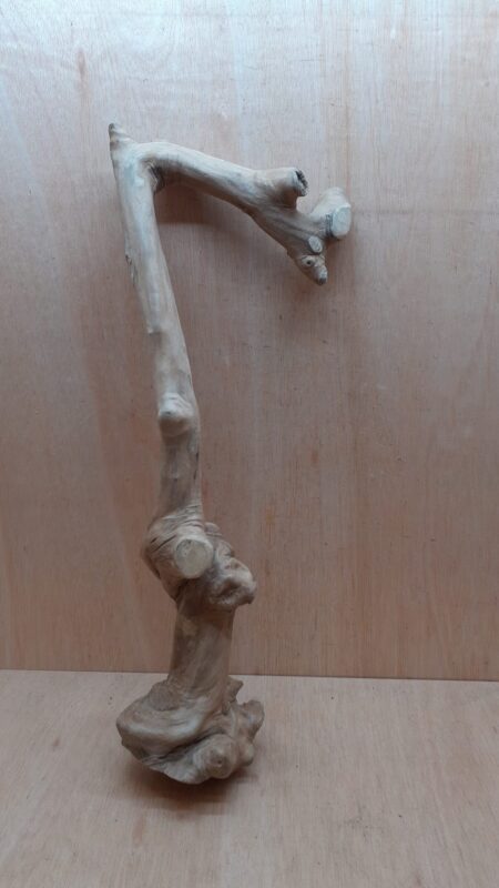 Java Wood - Single Stem - XL 4