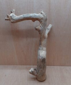 Java Wood - Single Stem - XL 6