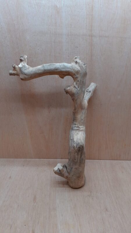 Java Wood - Single Stem - XL 6