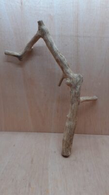 Java Wood - Single Stem - XL 9