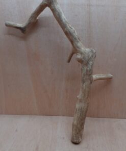 Java Wood - Single Stem - XL 9