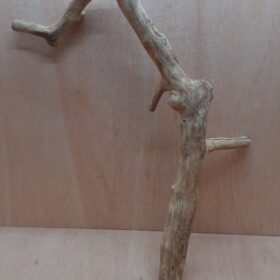 Java Wood - Single Stem - XL 9