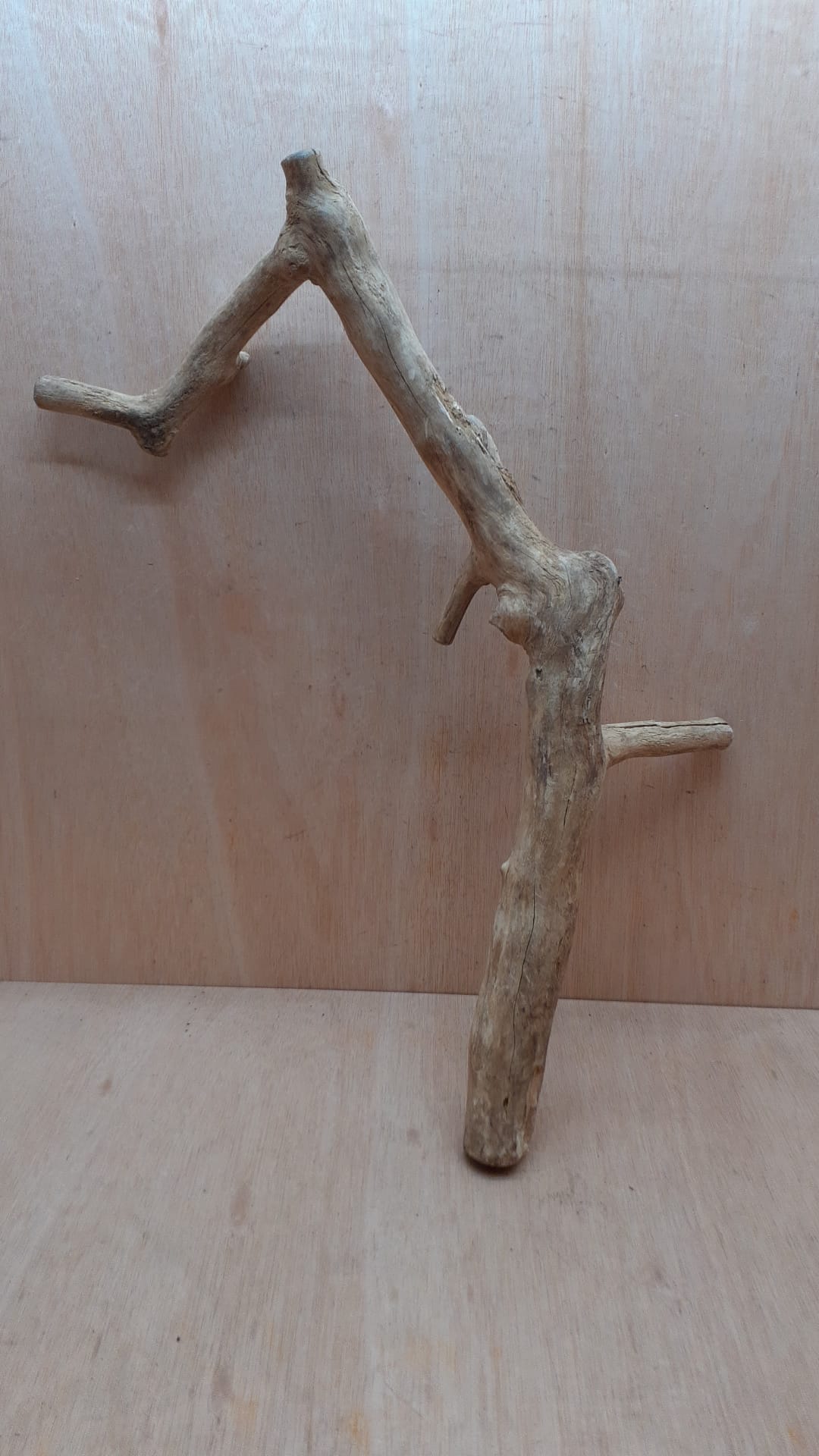 Java Wood - Single Stem - XL 9