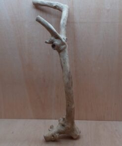 Java Wood - Single Stem - XL 10