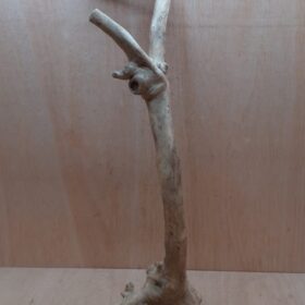 Java Wood - Single Stem - XL 10