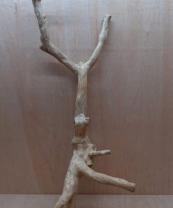 Java Wood - Double Stem - XL 2