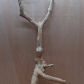 Java Wood - Double Stem - XL 2