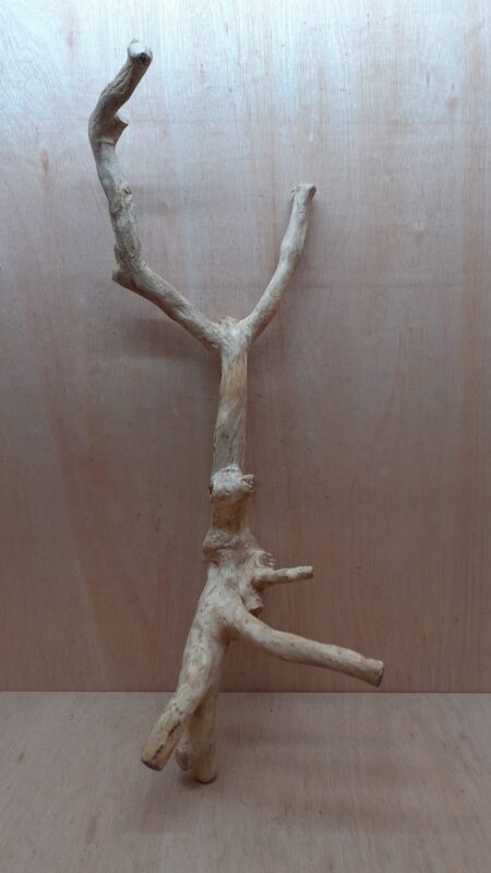 Java Wood - Double Stem - XL 2