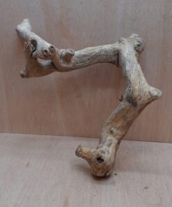 Java Wood - Double Stem - Medium 3