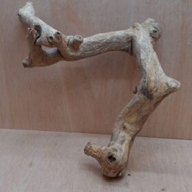 Java Wood - Double Stem - Medium 3