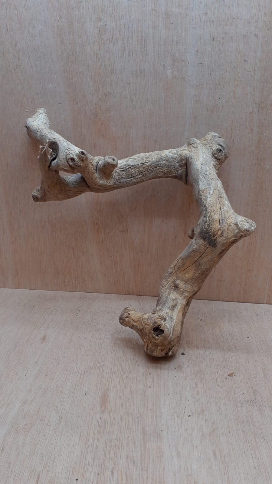 Java Wood - Double Stem - Medium 3