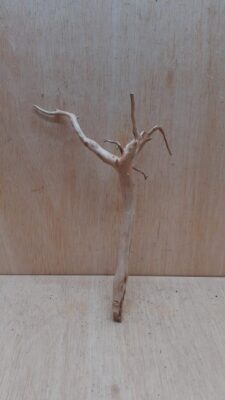 Spiderwood Small 1