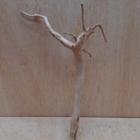 Spiderwood Small 1