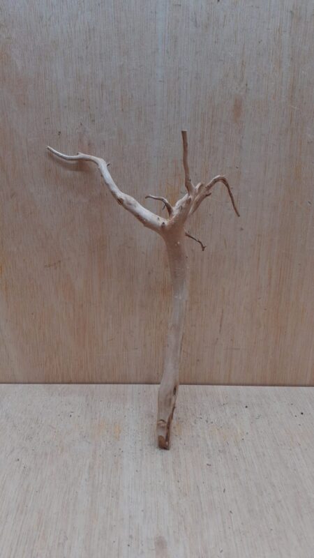 Spiderwood Small 1