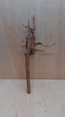 Spiderwood Medium 1