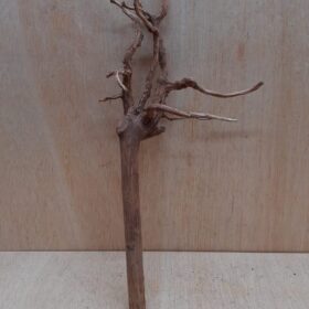 Spiderwood Medium 1