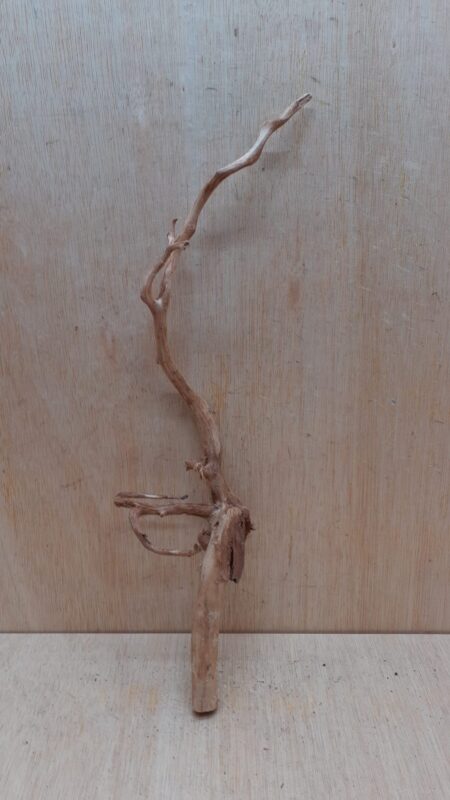 Spiderwood Medium 6