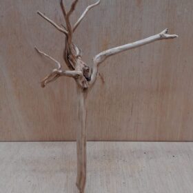 Spiderwood Medium 9