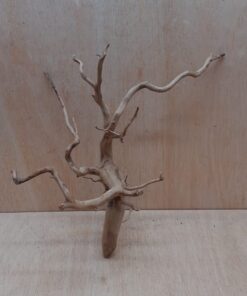 Spiderwood Medium 10