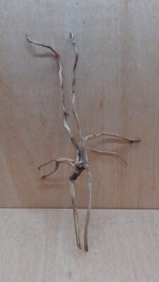 Spiderwood Large 6