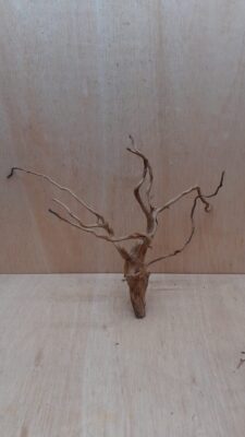 Spiderwood Large 7