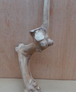 Java Wood - Single Stem - Small 1