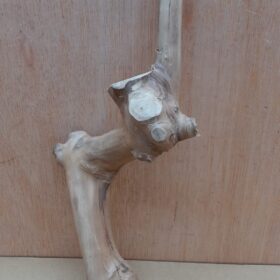 Java Wood - Single Stem - Small 1