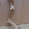 Java Wood - Single Stem - Small 2