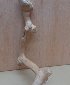 Java Wood - Single Stem - Small 2