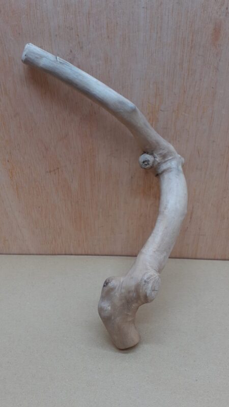 Java Wood - Single Stem - Small 4