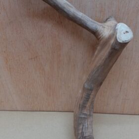 Java Wood - Single Stem - Small 5