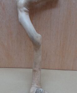 Java Wood - Single Stem - Small 6