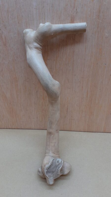 Java Wood - Single Stem - Small 6