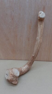 Java Wood - Single Stem - Small 7