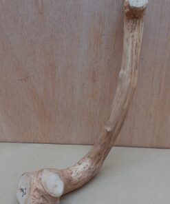 Java Wood - Single Stem - Small 7