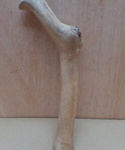 Java Wood - Single Stem - Small 8