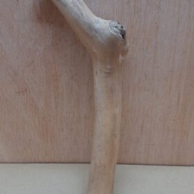 Java Wood - Single Stem - Small 8