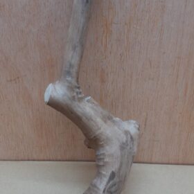 Java Wood - Single Stem - Small 9
