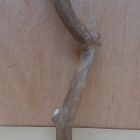 Java Wood - Single Stem - Small 10
