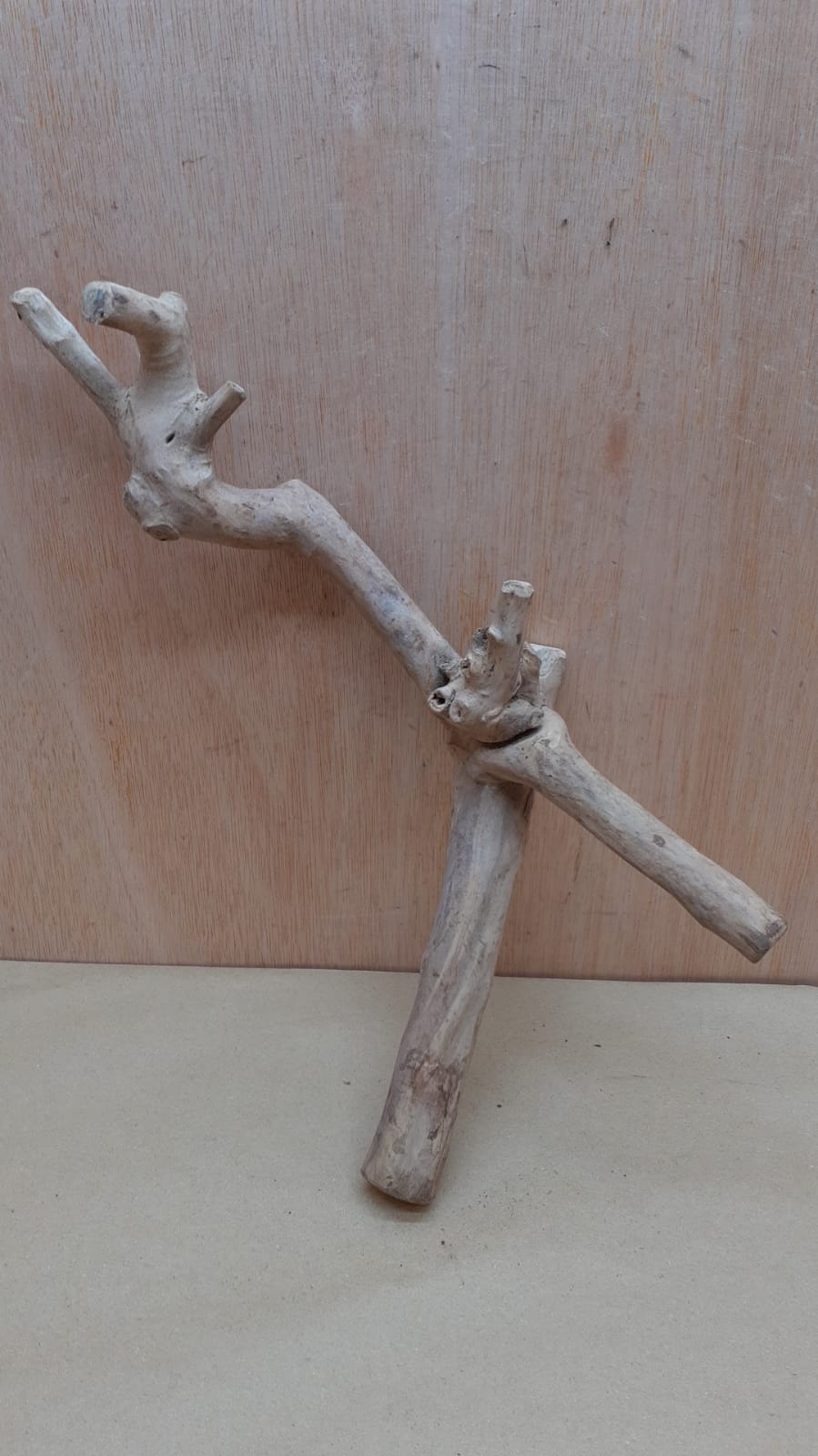 Java Wood - Double Stem - Medium 6