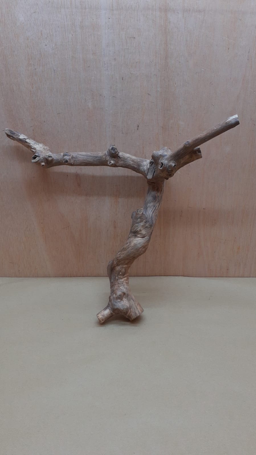 Java Wood - Double Stem - Medium 2