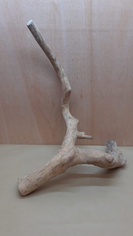 Java Wood - Double Stem - XL 5 - Buzzard Reptile & Aquatics