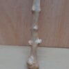 Java Wood - Single Stem - Small 9