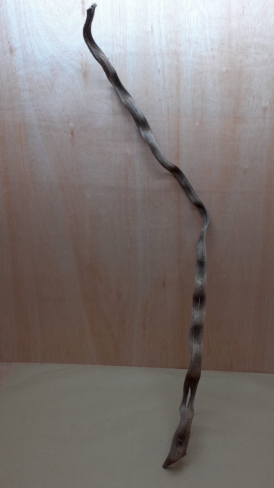 Monkey Ladder Liana - Long - 2