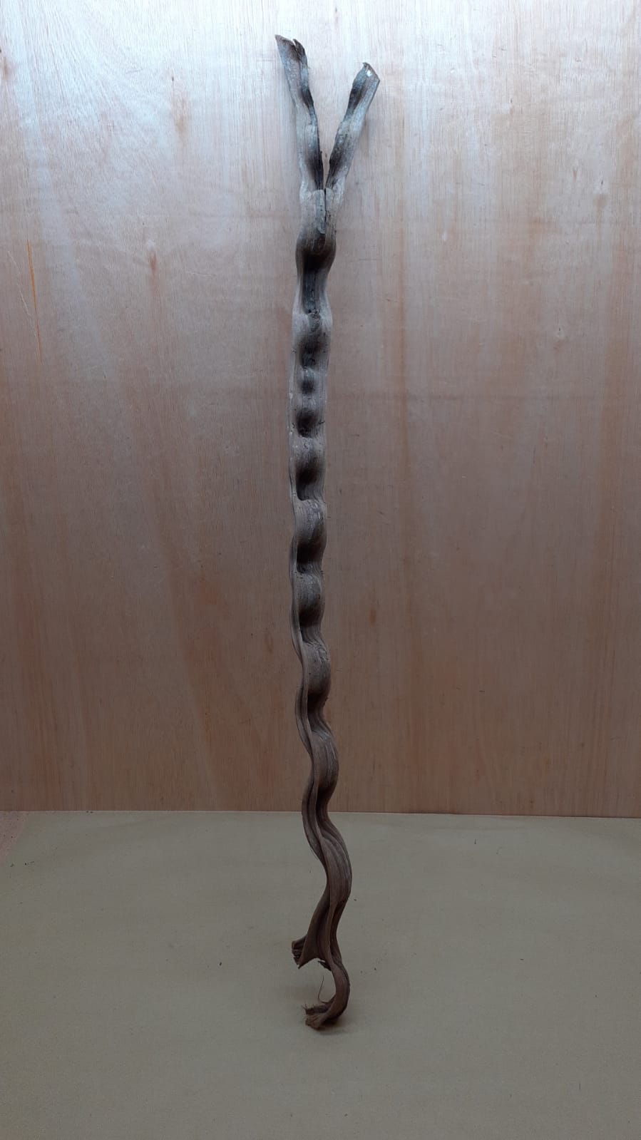 Monkey Ladder Liana - Long - 10