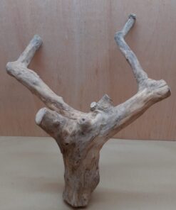 Java Wood - Double Stem - XL 1
