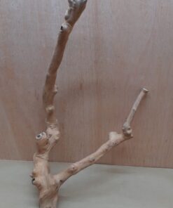 Java Wood - Double Stem - XL 7