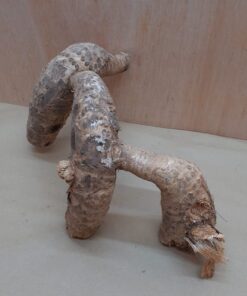Bamboo Root - Medium - 2