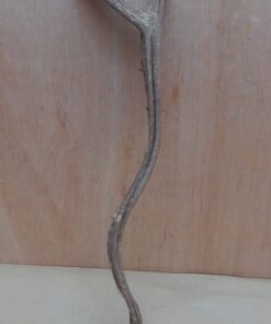 Monkey Ladder Liana - Short - 9